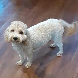 Ginger - Goldendoodle