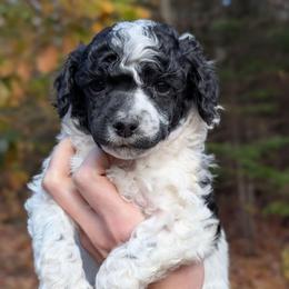 Roy - Parti male Poodle puppy in Salem Township, Maine from Moirae Poodles