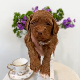 Queen of Hearts - Caramel red female Australian Labradoodle puppy in Palmdale, California from Pixie Doodle Paws