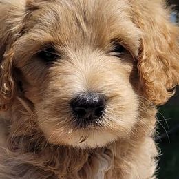 Bernedoodles and Sheepadoodles from Josies perfect doodles