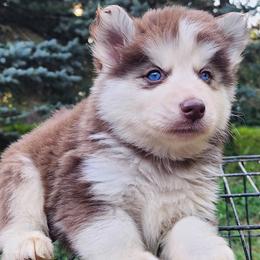 Boy 2 - Red and white male Siberian Husky puppy in Woodlawn, Virginia from Delta Huskies
