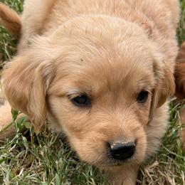 Flagstaff - Golden female Golden Retriever puppy in Mesa, Arizona from Grand Canyon Goldens