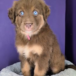 Raven Girl3 - Red tri-color female Australian Shepherd puppy in South Hill, Virginia from Silverside Aussies LLC