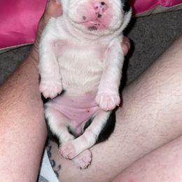 Girl 1 - Black and white Boston Terrier puppy in Vian, Oklahoma from Beatrice's Kennels