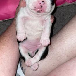 Girl 1 - Black and white Boston Terrier puppy in Vian, Oklahoma from Beatrice's Kennels