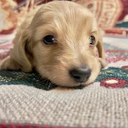 Confetti - Cream male Dachshund puppy in Sacramento, California from MiniDoxPups