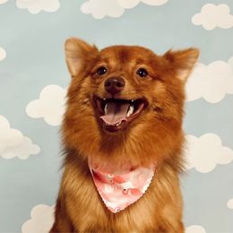 Kane - Pomeranian