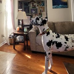 Boy 3 - Harlequin Great Dane puppy in Lawrenceburg, Indiana from Jordan Giants