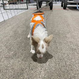 Chihuahua All Grown Up from Zobelchi