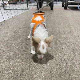 Chihuahua All Grown Up from Zobelchi