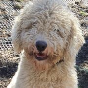 Spanish Water Dogs from Highview Spanish Water Dogs, LLC