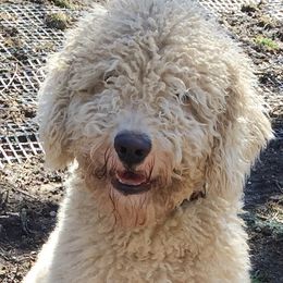 Spanish Water Dogs from Highview Spanish Water Dogs, LLC