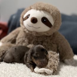 Dapple - Dapple male Dachshund puppy in Crestview, Florida from Neverending Dachies