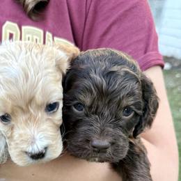 Cockapoos from Panhandle Pups