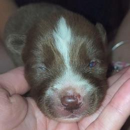 Django - Red and white male Siberian Husky puppy in Richland, Mississippi from Feazell’s Siberian Huskies