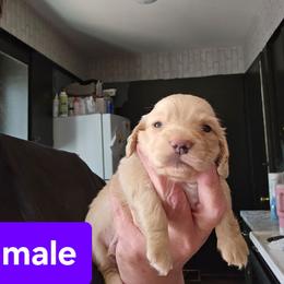 1 - Cream male Dachshund puppy in Lansing, Michigan from Black Thunder 517 Dachshunds and frenchies