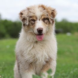 Australian Shepherds from Danker Farms