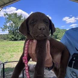 Pink - Chocolate female Labrador Retriever puppy in Newton Grove, North Carolina from Wayalife Labradors & Gsp’s