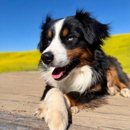 Blu - Black tri male Miniature Australian Shepherd puppy in Dayton, Washington from Rafter 22 Aussies