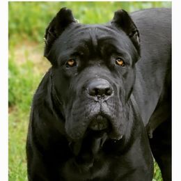 Cane Corso from Lisa Day's Cane Corso