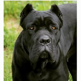 Cane Corso from Lisa Day's Cane Corso
