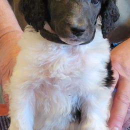 Poodle Puppies from Chapel Hill Poodles