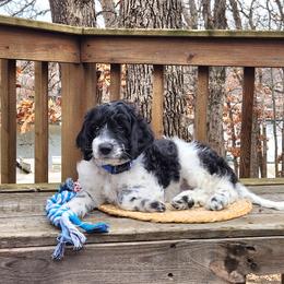 F1B Meet Patches :) - Black and white male Cavapoo puppy in Centerville, Iowa from Barnyard Dachshunds, Dals & Doodles