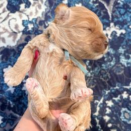Mozzarella - Cream female Cockapoo puppy in Denver, Pennsylvania from Greenview Puppies