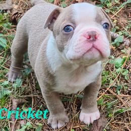 Cricket - Lilac male Boston Terrier puppy in Griffin, Georgia from Celtic Performance Bostons