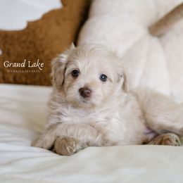Schroeder - Apricot male Schnoodle puppy in Grove, Oklahoma from Grand Lake Poodles & Doodles