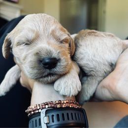Boy 1 - Cream male Goldendoodle puppy in Mattawan, Michigan from Doodifuldoods