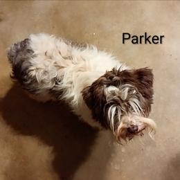 Parker - Miniature Schnauzer