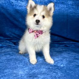 Boy 2 (multi color Pie-bald) - Silver and white male Pomsky puppy in Leesburg, Virginia from Capital Poms & Pomskies