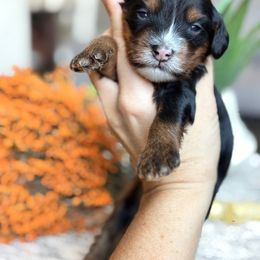 Sleepy - Tri-color male Bernedoodle puppy in Peoria, Arizona from Grand Canyon Bernedoodles