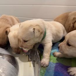 Labrador Retriever Puppies from Tag Hollow
