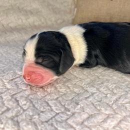 Orange - White and black male English Springer Spaniel puppy in Swainsboro, Georgia from Sweet Georgia Springers