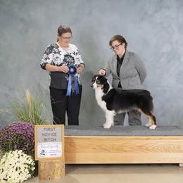 Australian Shepherd and Miniature Australian Shepherd All Grown Up from Ridgestar Aussies