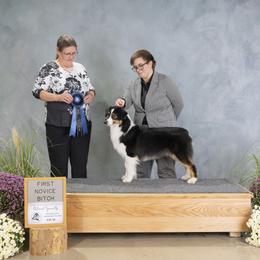 Australian Shepherd and Miniature Australian Shepherd All Grown Up from Ridgestar Aussies