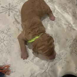 Noah - Apricot male Poodle puppy in Mobile, Alabama from Semmy’s Standard Poodle LLC