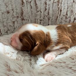 Honey Bun - Blenheim male Cavalier King Charles Spaniel puppy in De Soto, Missouri from Blooming Cavaliers