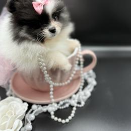 Tia - Tri-colored female Pomeranian puppy in Milwaukee, Wisconsin from Dolcebellezza’s Poms