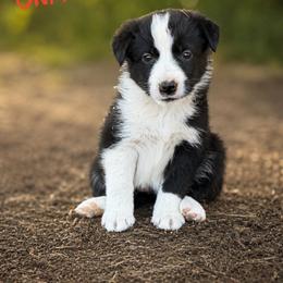 Ruffnut - Black and white female Border Collie puppy in Sanger, California from Flying M Cactus Ranch Buddies