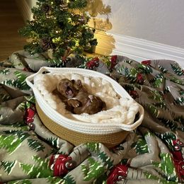 Pumpkin - Red  male Goldendoodle puppy in Mesa, Arizona from AZ River Doodles