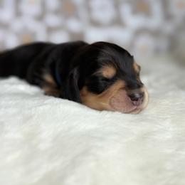 Coyote - Black and cream male Dachshund puppy in Morristown, Tennessee from Hillside Hounds