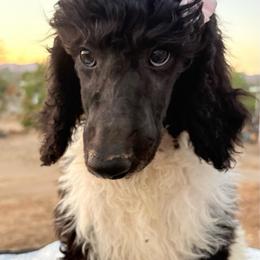 Persephone (vLeslie) 3rd Oct - Parti female Poodle puppy in Meadowbrook, California from Standard Poodle Pups