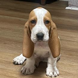 Doc - Lemon and white male Basset Hound puppy in Daleville, Alabama from Home Grown Basset Hounds of Alabama