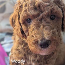 Woody - Green Collar - Red  male Goldendoodle puppy in Citrus Heights, California from Grandpaw's Golden Doodles