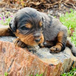 Abraham - Blue merle male Bernedoodle puppy in Bowling Green, Ohio from FDF Pyredoodles & Bernedoodles