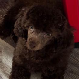 Edd - Brown male Poodle puppy in Tempe, Arizona from Teacups & Toys