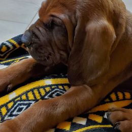 Redbone Coonhound Puppies from Dark Trail Redbones